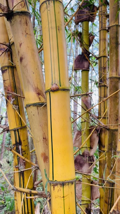 4K Close Up of Yellow Bamboo Stems with Green Stripes in Sumatra - Part 1 Stock Footage 342143034