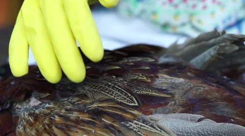 4k Close up yellow rubber gloves plucking pheasant Stock Footage 56728101