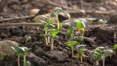 4K Close Up Young Arugula Seedlings Growing in Soil Eruca Vesicaria Stock Footage 328536118
