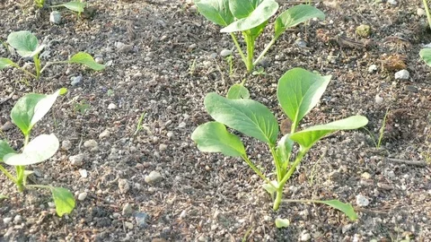 4K close up young vegetable in eco garden Stock Footage 77540214