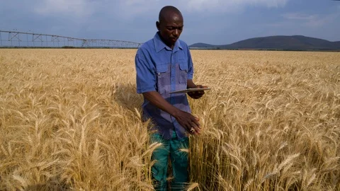 4K close-up zoom out view of a black african farmer using a digital tablet and Vídeo Stock 102757447