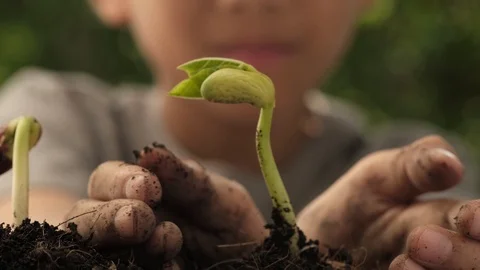 4k close up zoom out from young seedling in boy hands Stock Footage 124401425