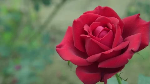 4K Closeup of the beautiful single Red rose and blur background Stock Footage 150121006