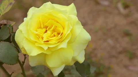 4K Closeup of the beautiful single yellow rose and blur background Stock Footage 150121043