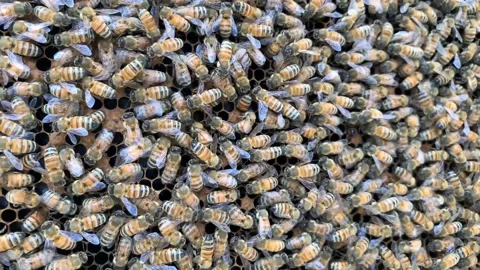4k Closeup of bees on honeycomb in apiary Vídeo Stock 148262028