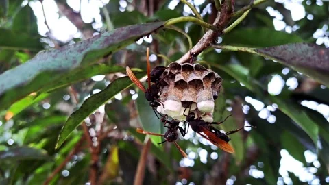 4K closeup of black wasps insect protecting a nest with eggs on a tree branch. Stock Footage 220897316