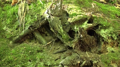 4K Closeup earth mice hide in hole forest habitat scared little mouse play park Stock Footage 78779732