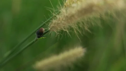 4k closeup Flies On The green grass. Stock Footage 155673098