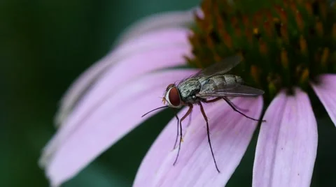 4K Closeup of fly on flower 動画素材 65169836