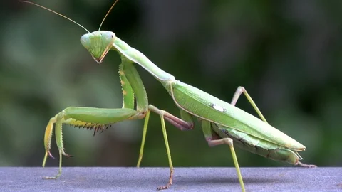 4K. Closeup of a green praying mantis. The insect is cleaning, hygiene-Adrian. Vídeos de archivo 87906320