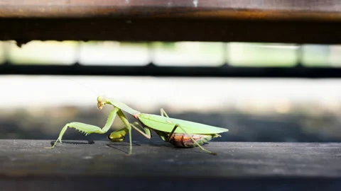 4K. Closeup of a green praying mantis. The insect is walking. Stock Footage 163550725