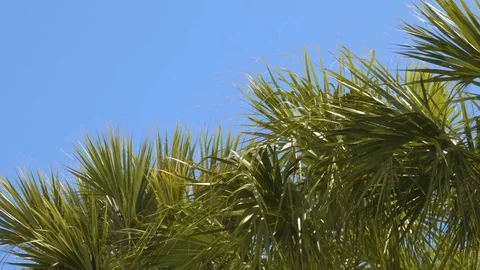 4K Closeup Pan of Palm Trees Video stock 111031477