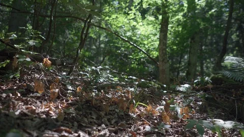 4K, Closeup pan of shady forest floor covered in leaves and branches Stock Footage 92319422