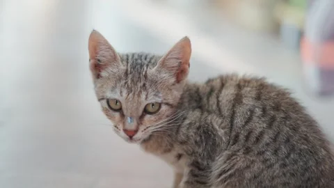 4K Closeup portrait shot of a cute little kitten staring at the camera  Stock Footage 341556517