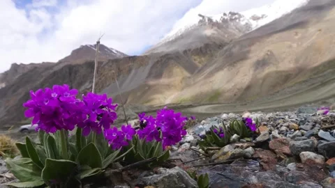 4K Closeup of Primula denticulata (Drumstick Primula) in Kyrgyzstan Stock Footage 306572749