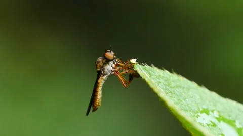 4K Closeup of Robber fly also known as an assassin fly. Stock Footage 65288245