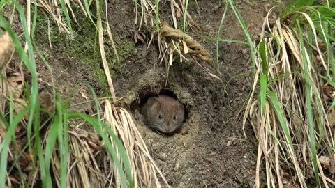 4K Closeup scared mouse hide in earth hole watching for danger small mice play Stock Footage 78782198