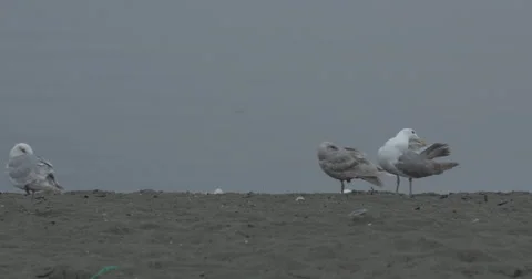 4k Closeup of Seagulls on Beach Stock Footage 40274076