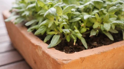 4k closeup of seed tray with young tomatoes Stock Footage 106354476