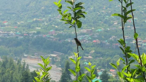 4K Closeup shot of Grey Bushchat bird sitting on a tree branch and flying away  Stock Footage 340256137