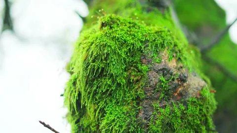 4K Closeup shot of moss on a tree trunk during the monsoon season due to rain Stock Footage 334051026