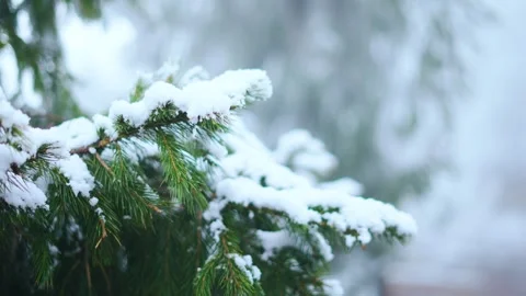 4K Closeup shot of snow on Pine tree leaf after fresh snowfall during the winter Stock Footage 328239989