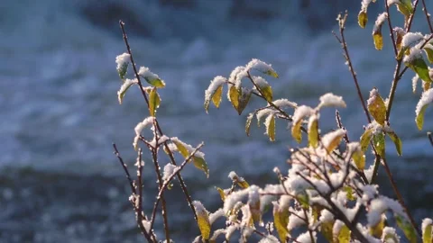 4K closeup of snow-covered Goat Willow (Salix caprea) tree near Titovka River in Stock Footage 308937448