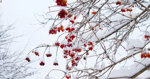 4K Closeup of Tree with snow flake. Christmas and New Year holiday background. Stock Footage 119048511