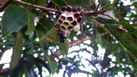 4K closeup video of wasp protecting a nest with eggs on tree branch Stock Footage 220908952