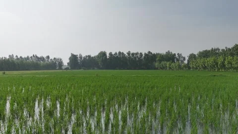 4k closeup view of field of rice farming in India 스톡 동영상 313889734