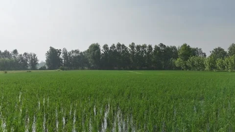 4k closeup view of field of rice farming in India Stock Footage 313889866