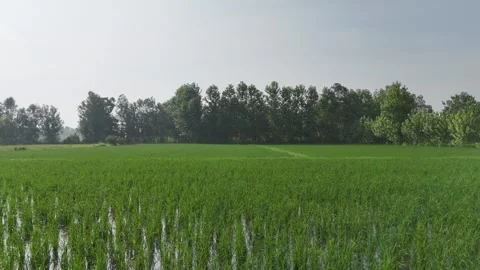 4k closeup view of field of rice farming in India Stock Footage 313889873