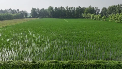 4k closeup view of field of rice farming in India Stock Footage 313890290