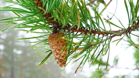 4K closeup view of fir tree cones. Stock Footage 71715662