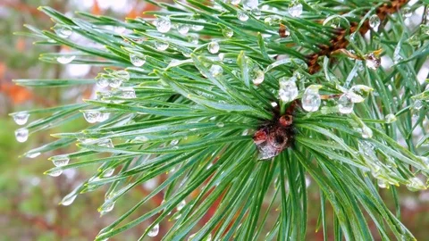 4K closeup view of fir tree branches. Stock Footage 71716492