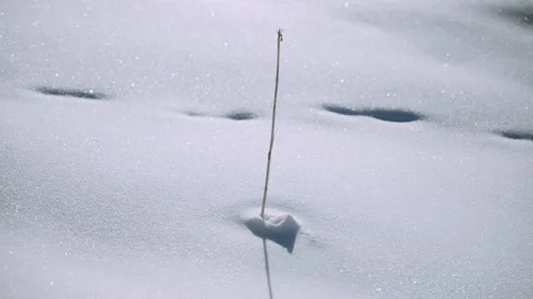 4k Closeup view of snow and bushes on winter day spbas. Stock Footage 235552800