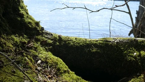 4K closeup view of a tree covered with moss and a lake on a background Stock Footage