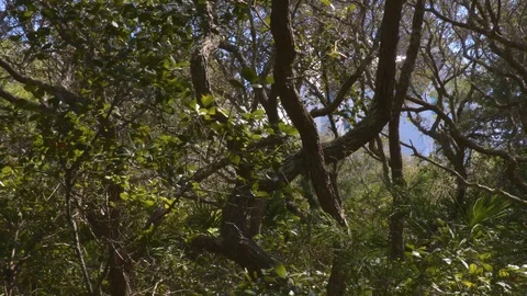 4K Closeup Wild Gnarly Trees 库存影片 111282347
