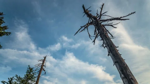 4K Clouds and dead tree Stock Footage 255518465