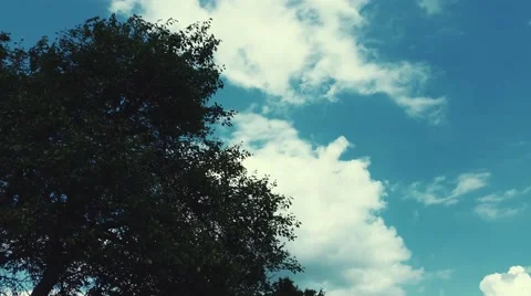 4K Clouds and Tree Stock Footage 50232238