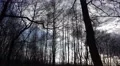 4k Clouds moving over marshland trees spring season 4k or 4k+ Resolution