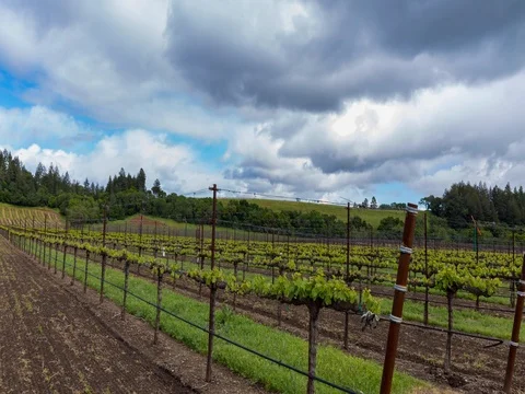 4k - Clouds moving slowly over trellis-based grapes in vineyards 스톡 동영상 74305022