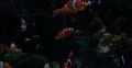 4K Clownfish 06 Nemo Underwater 4k or 4k+ Resolution