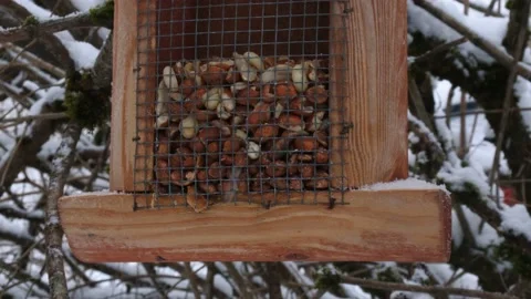 4k Coal Tit on feeder in snow Stock Footage 147893545
