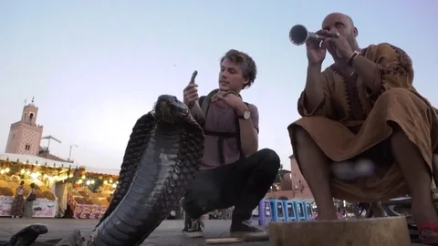 4K cobra attacks camera Stock Footage 70311781