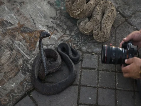4K Cobra bites camera Stock Footage