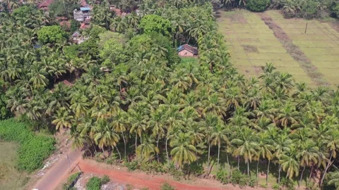 4k Coconut Tree Aerial View Stock Footage 161484242