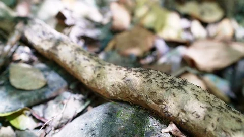 4K Colony of ants running in two directions on wooden log in wild Video stock 126176499