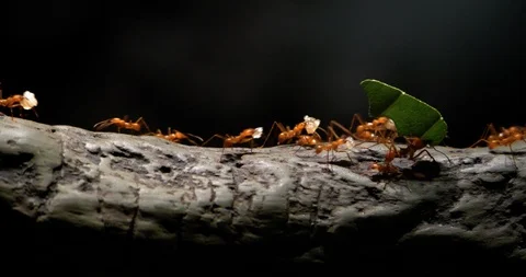 4K - Colony of leaf-cutting ants moves on a tree Video stock 122454382