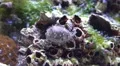 4k Colorful cowry sea snail closeup turning real time 4k or 4k+ Resolution